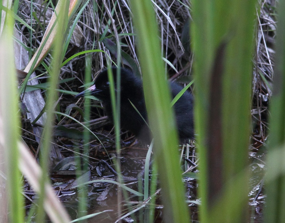 Madagascar Rail - ML419542471