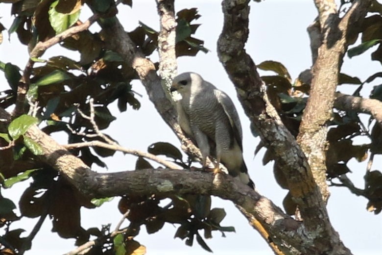 Gray-lined Hawk - Paul Budde