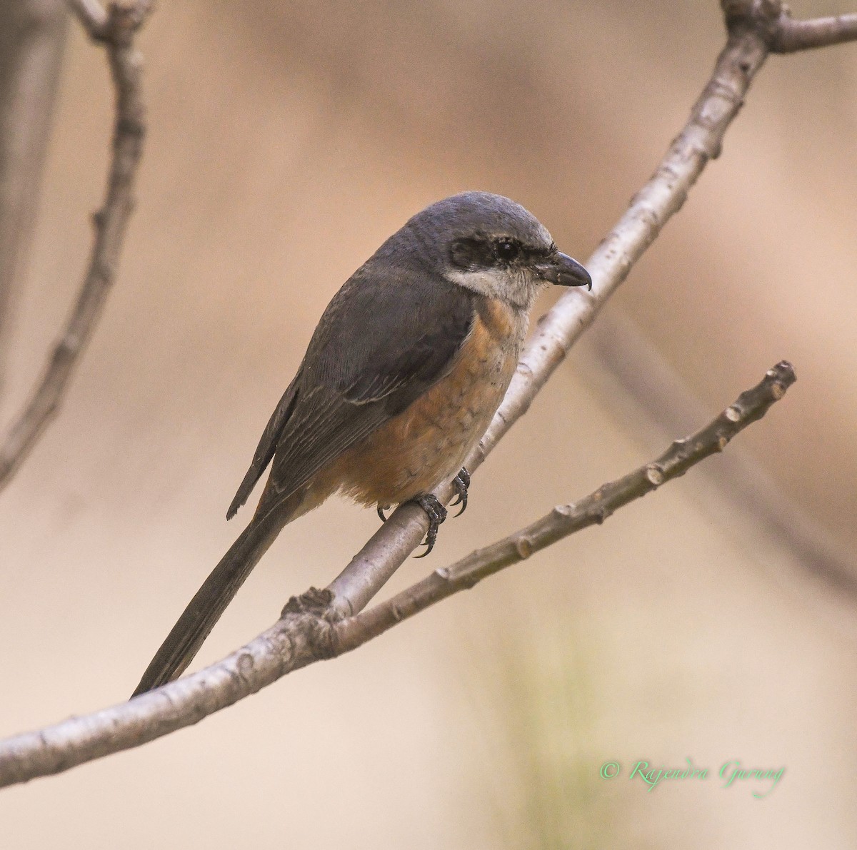 Gray-backed Shrike - ML419545811