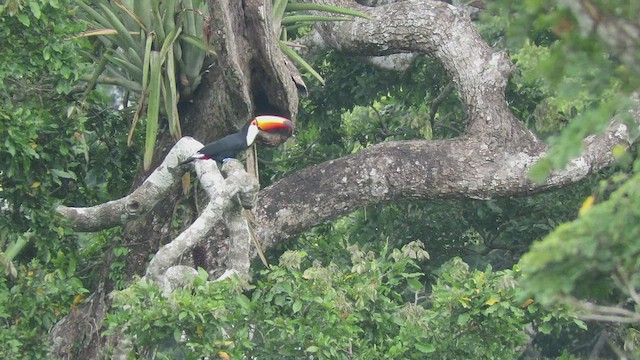 Toucan toco - ML419546501