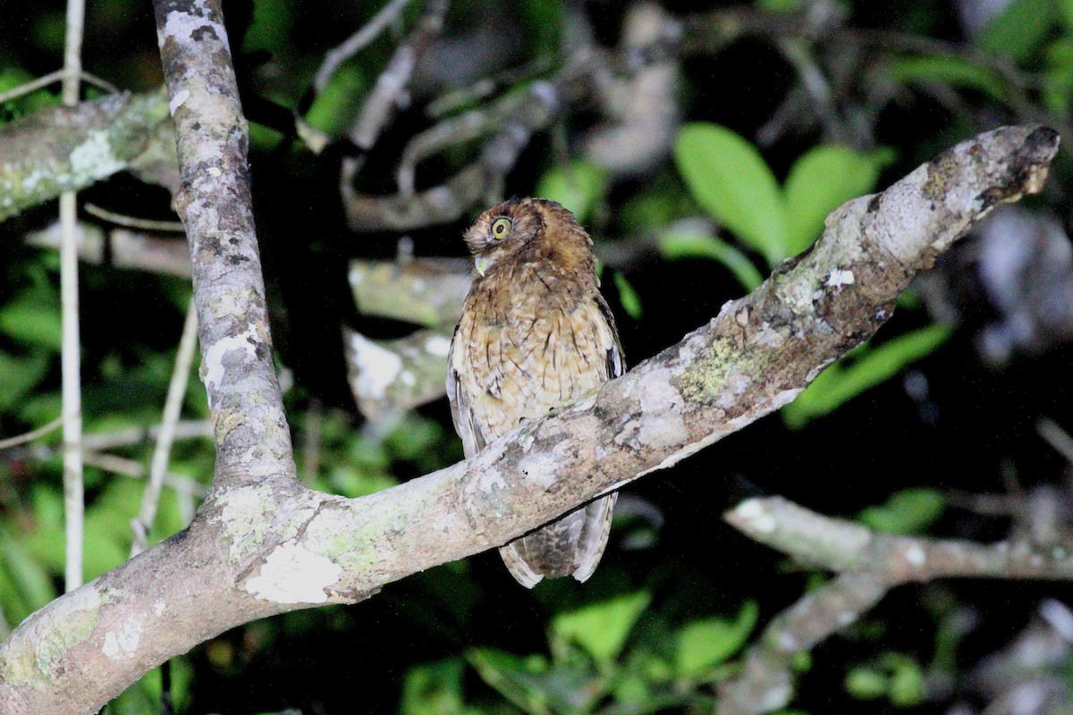 Black-capped Screech-Owl - ML419546921