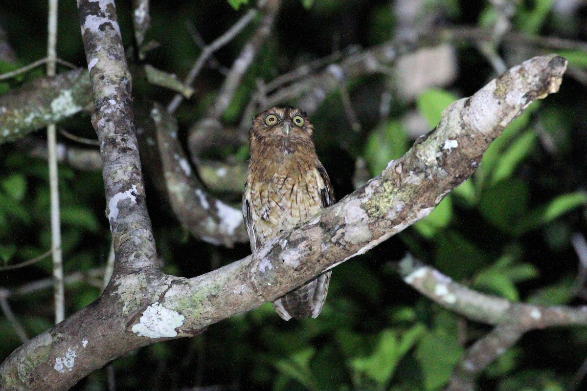 Black-capped Screech-Owl - ML419546931