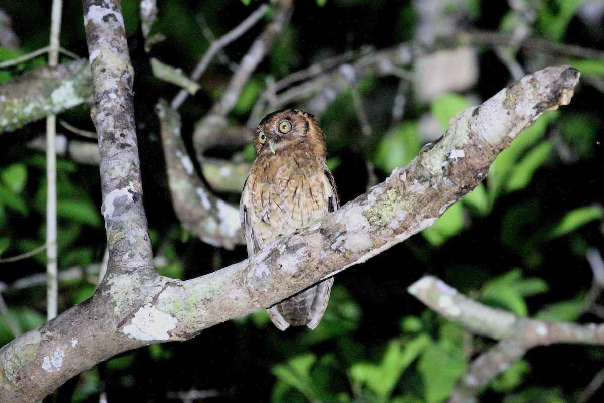 Black-capped Screech-Owl - ML419546941