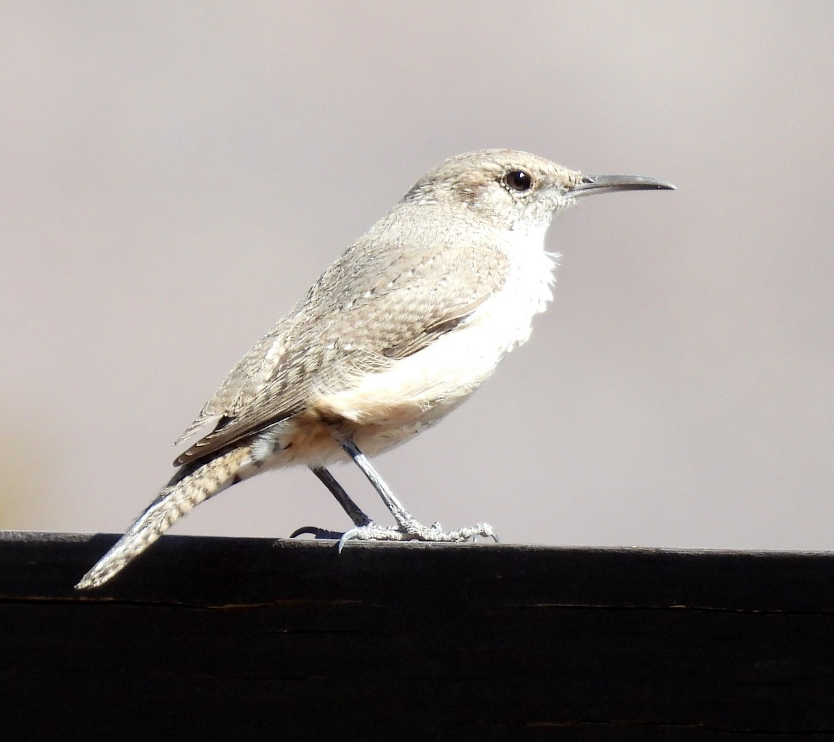 Rock Wren - ML419547171