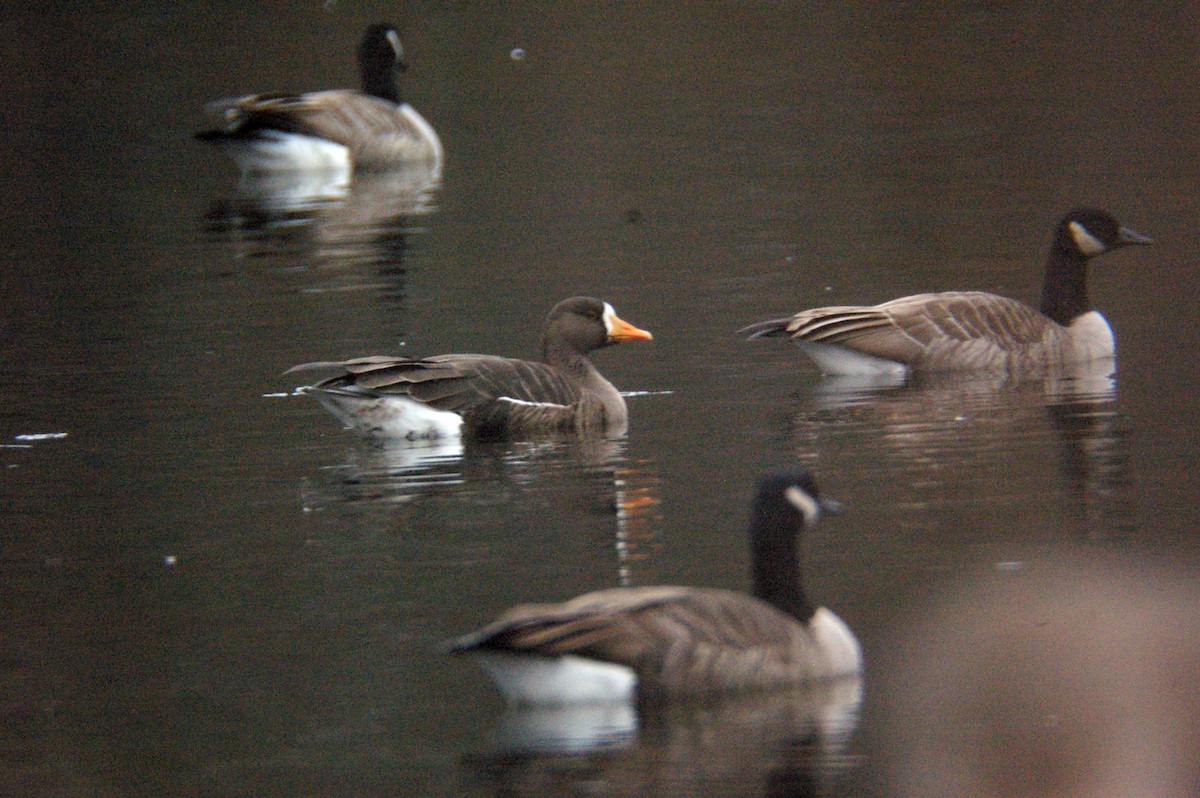 Greater White-fronted Goose - ML41954721