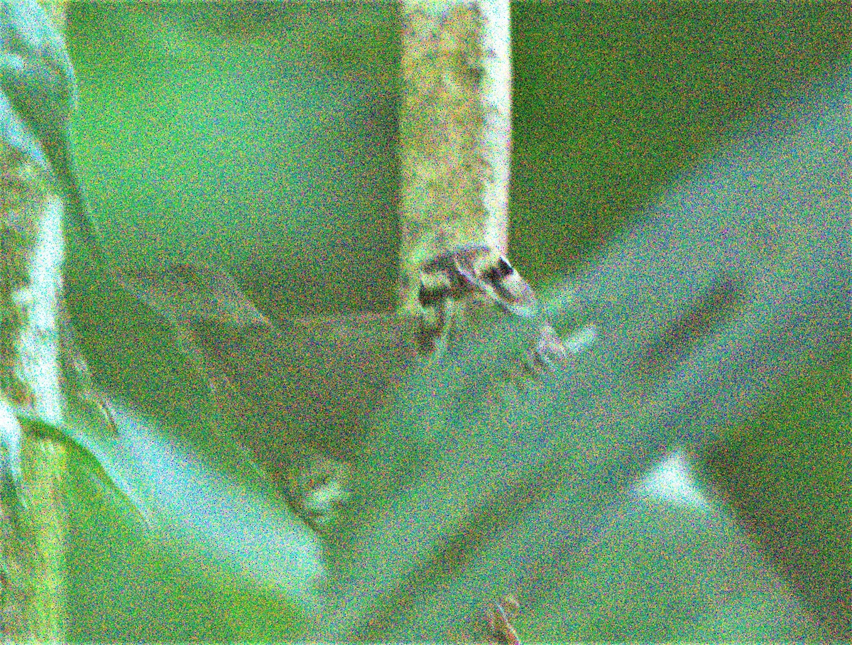 Northern Waterthrush - ML419549171