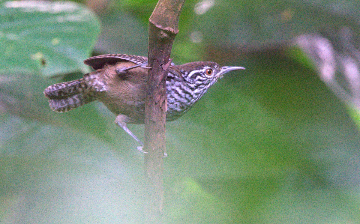 Stripe-breasted Wren - ML419549801