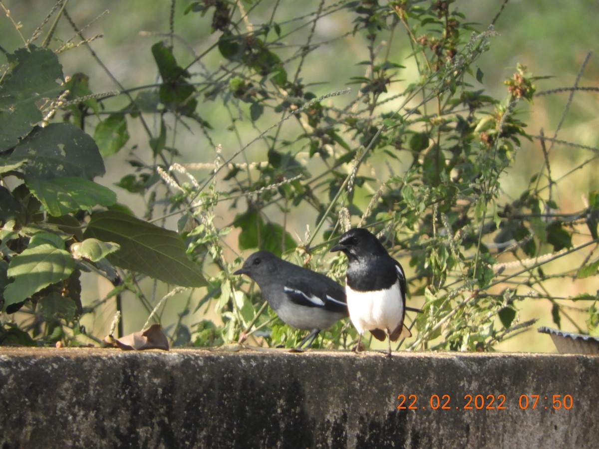 Oriental Magpie-Robin - ML419550911