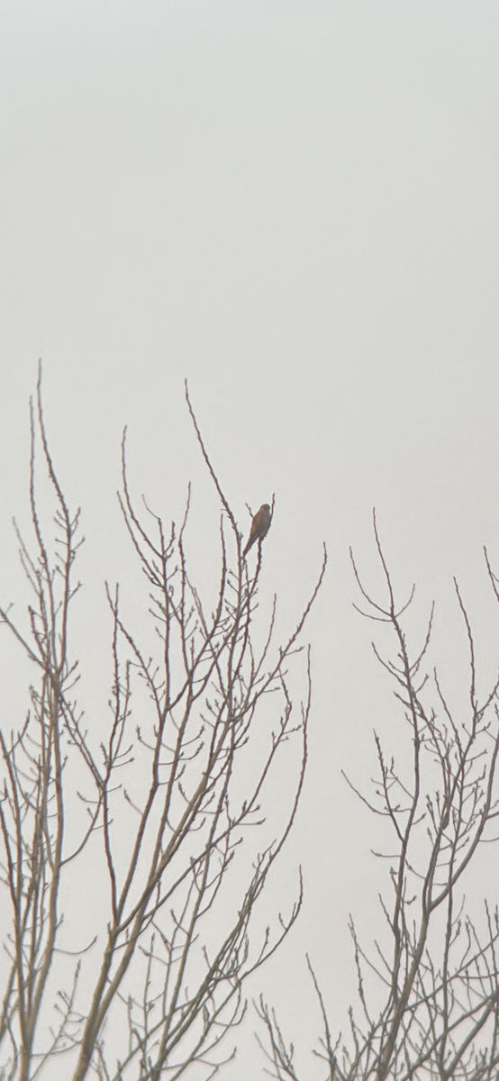 Eurasian Kestrel (Eurasian) - ML419550941
