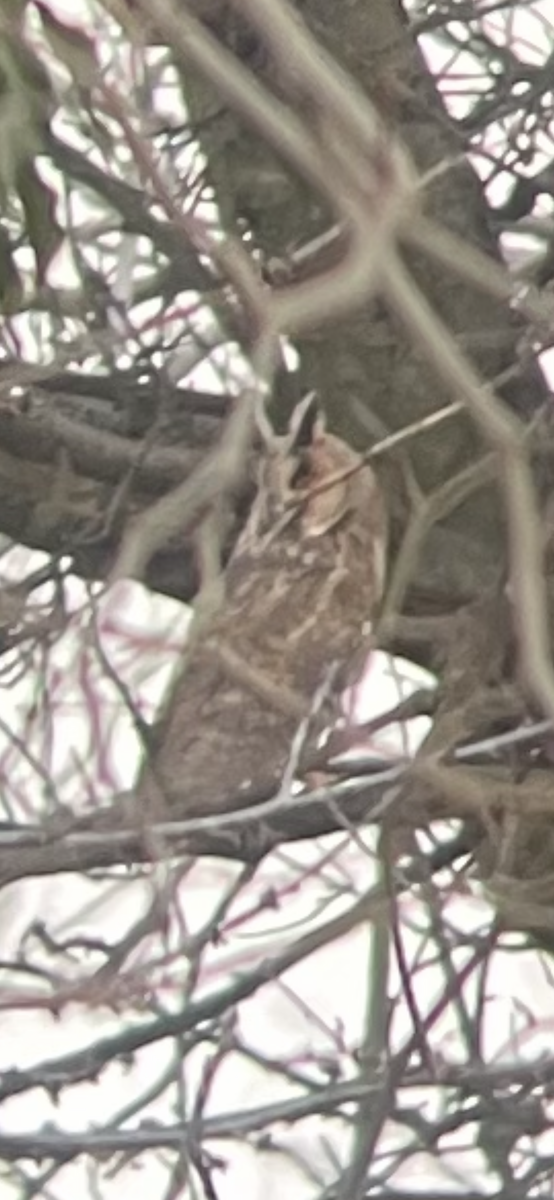 Long-eared Owl - ML419551541