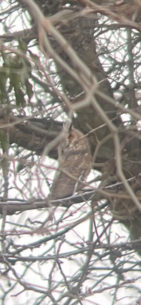 Long-eared Owl - ML419551551