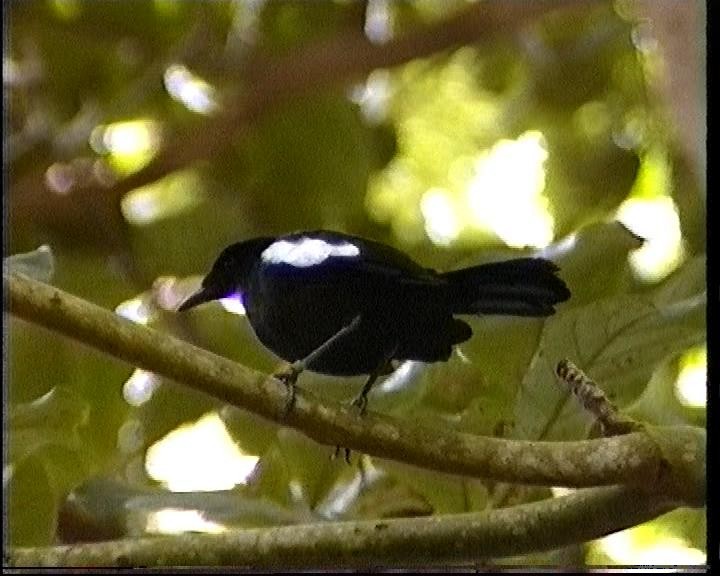 Seychelles Magpie-Robin - ML419555021