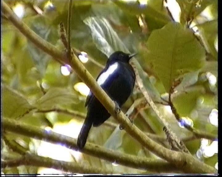 Seychelles Magpie-Robin - ML419555041