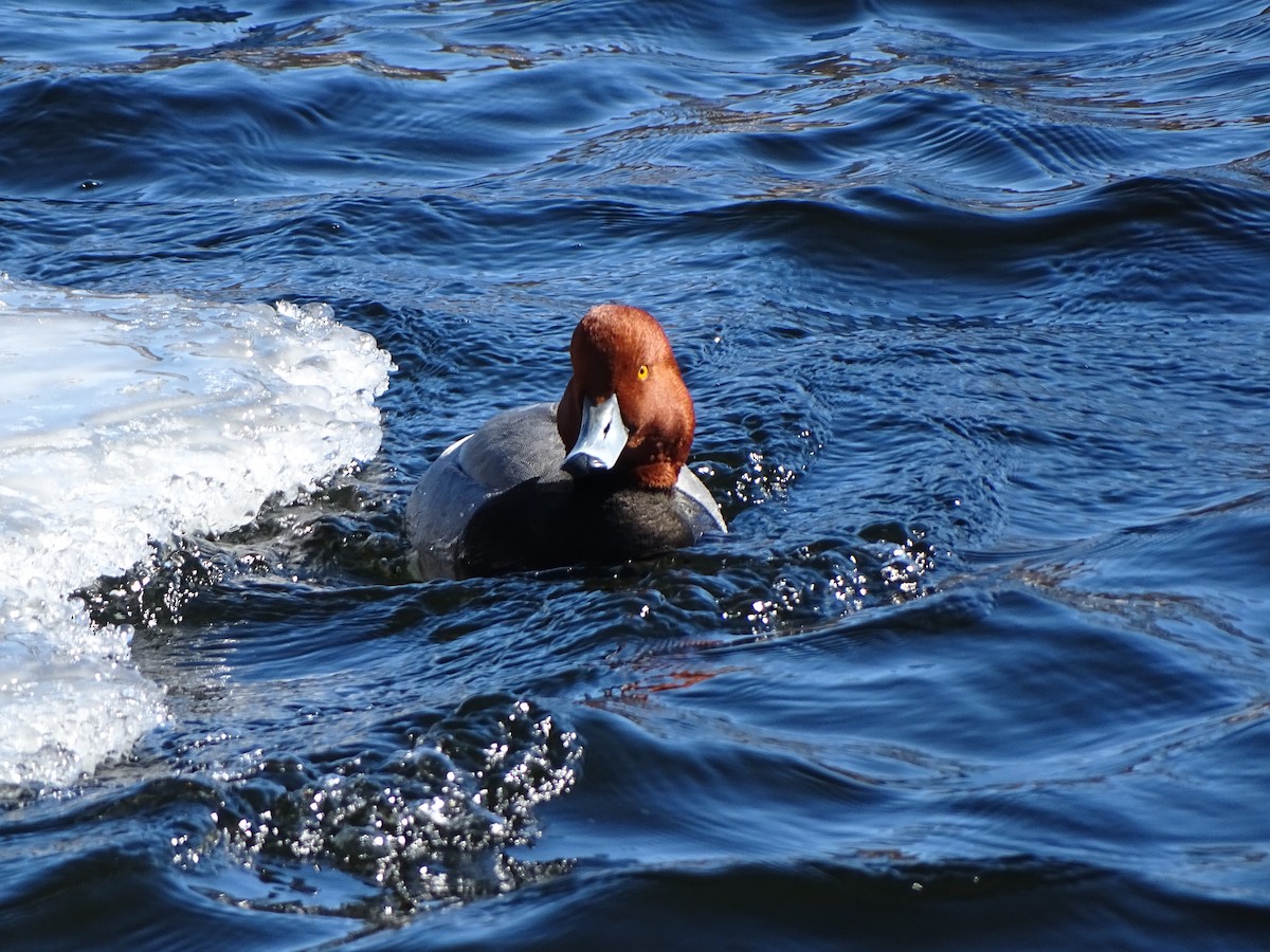 Redhead - ML419557251