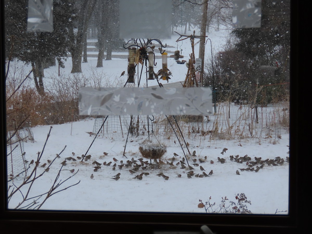 Redpoll (Common) - ML419558411