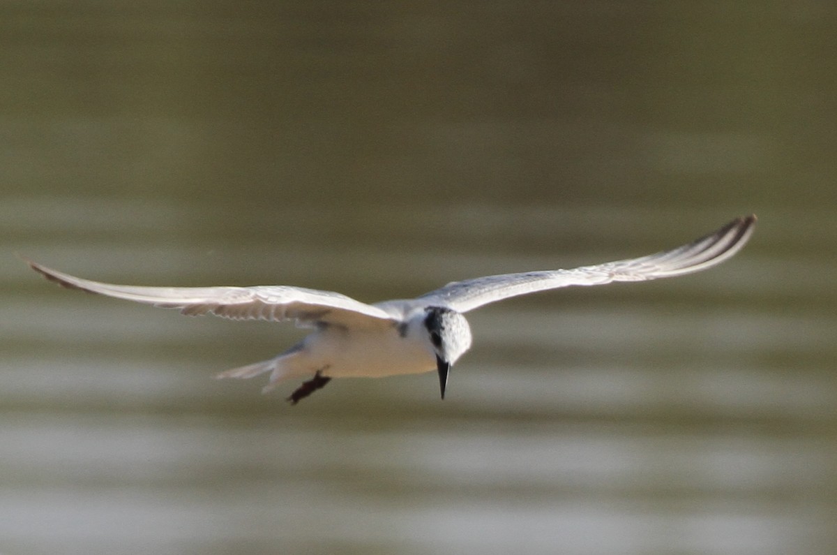 Whiskered Tern - ML41955891