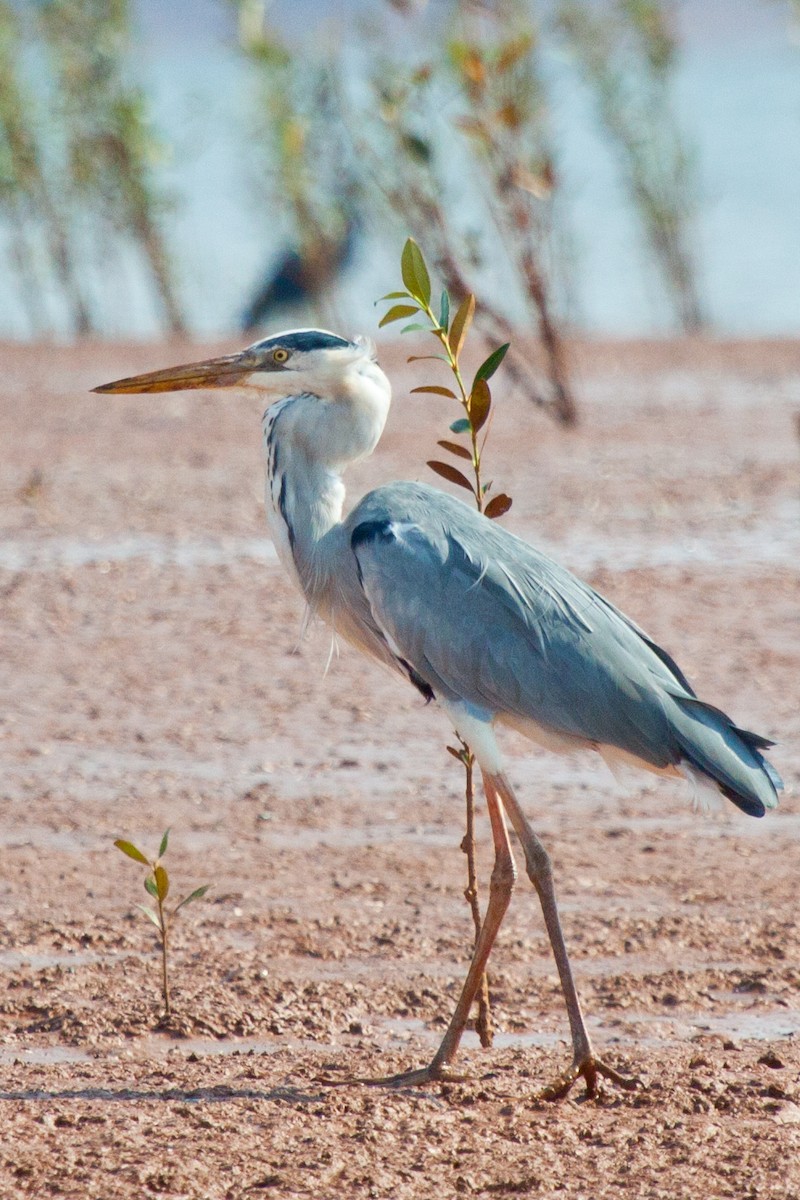 Gray Heron (Madagascar) - Sue Wright