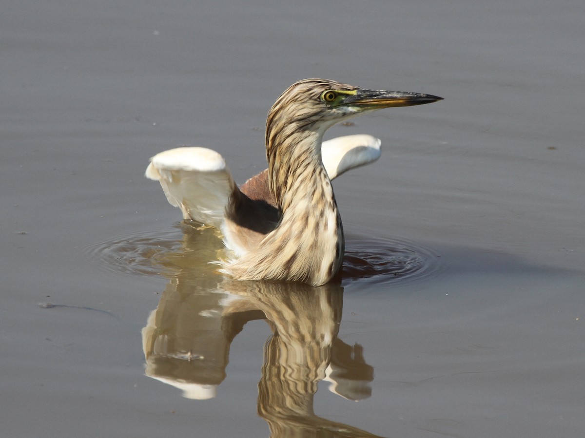 Indian Pond-Heron - James (Jim) Holmes