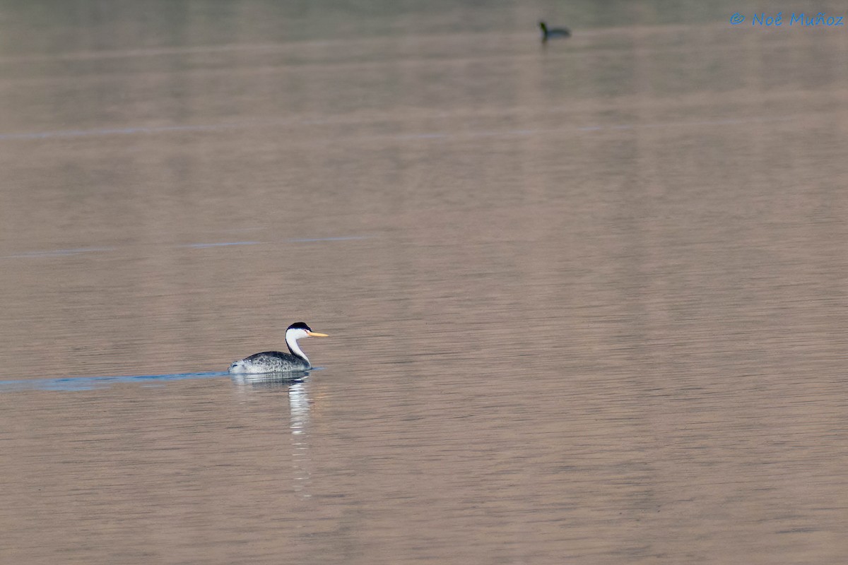 Clark's Grebe - ML419560381