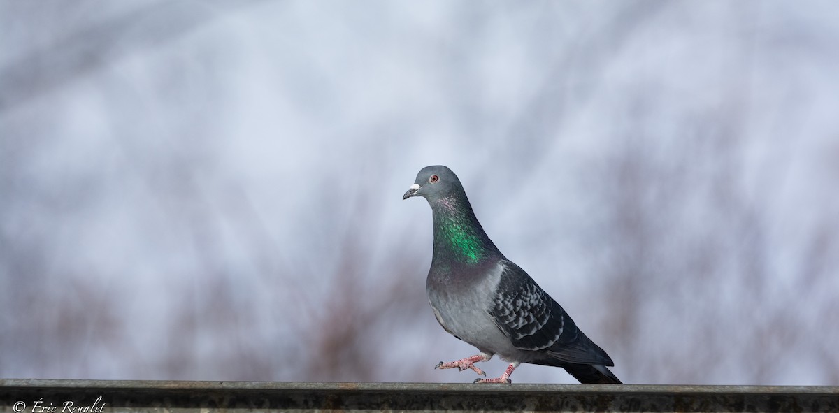 Rock Pigeon (Feral Pigeon) - ML419560691