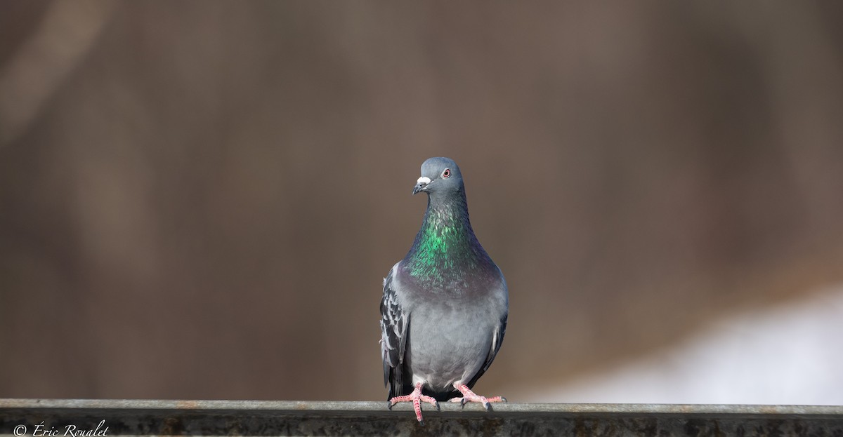 Rock Pigeon (Feral Pigeon) - ML419560701