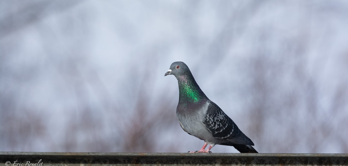 Rock Pigeon (Feral Pigeon) - ML419560711