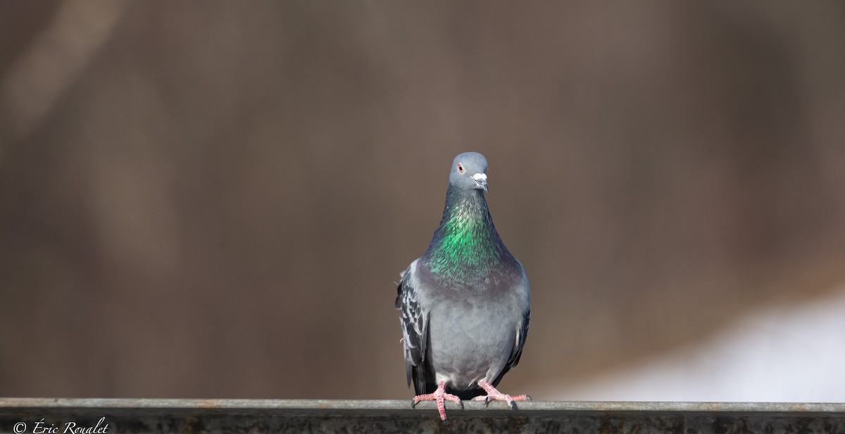 Rock Pigeon (Feral Pigeon) - ML419560721