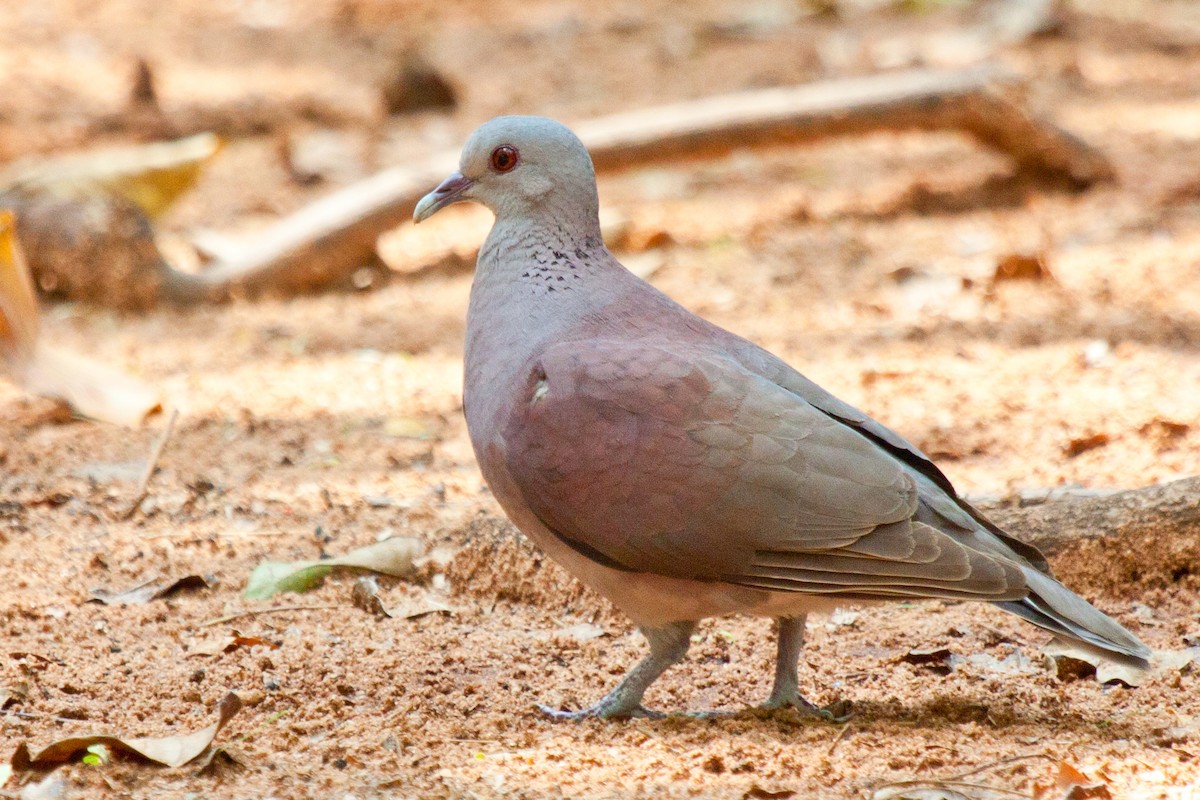 Pigeon de Madagascar - ML419561011