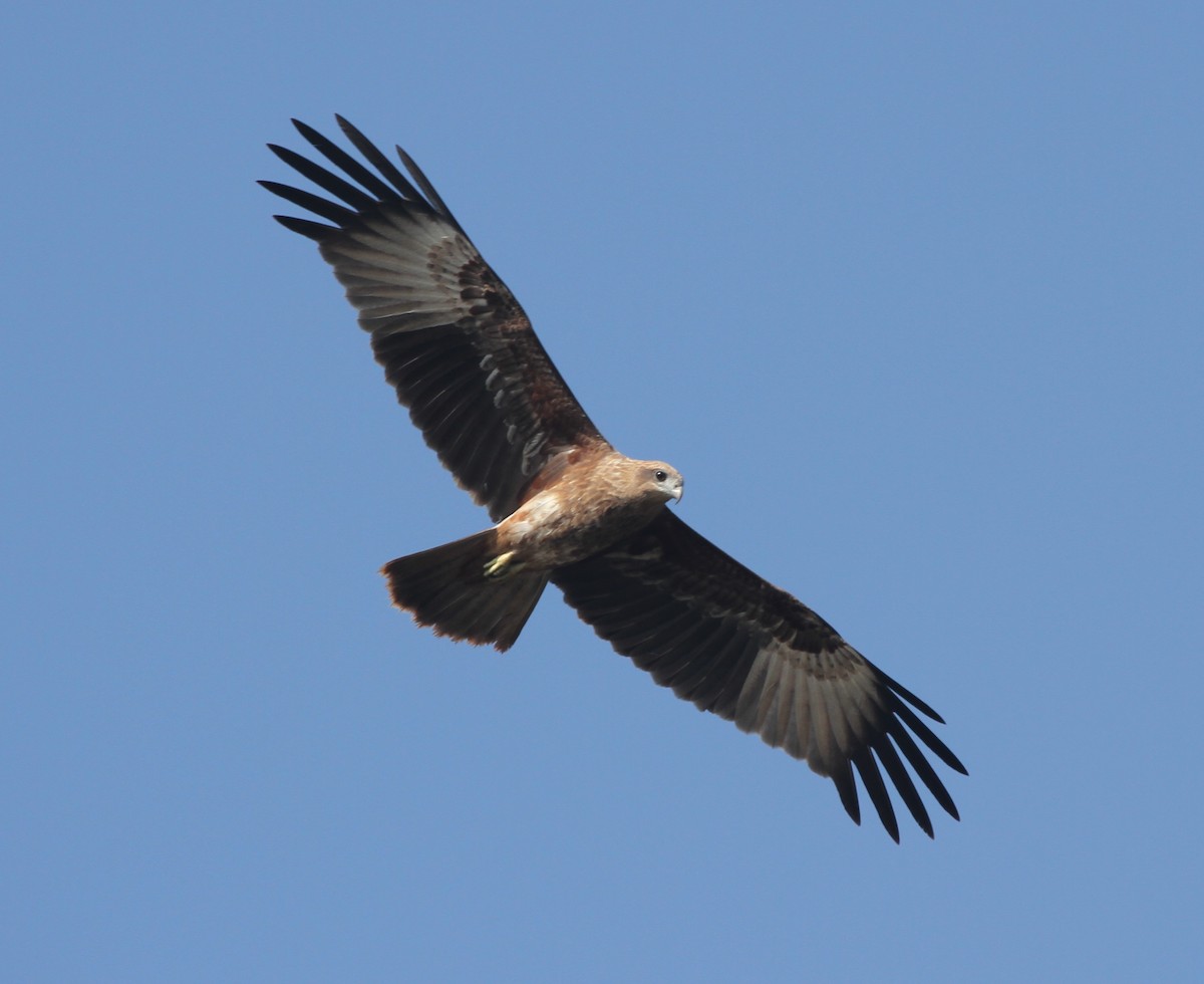 Brahminy Kite - ML41956161