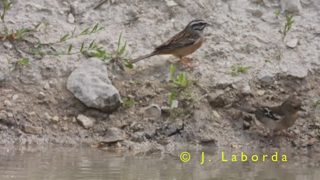 Rock Bunting - ML419564191