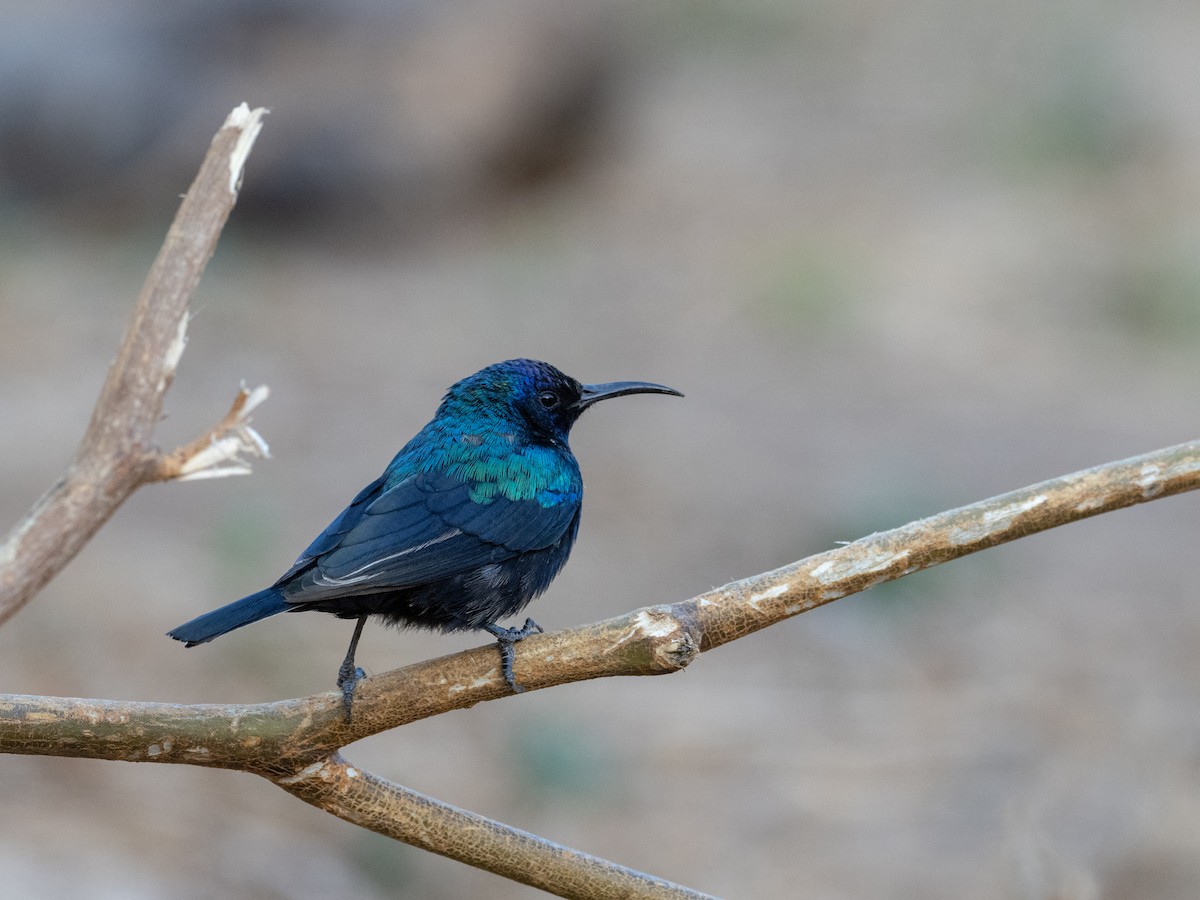 Arabian Sunbird - Matt SM