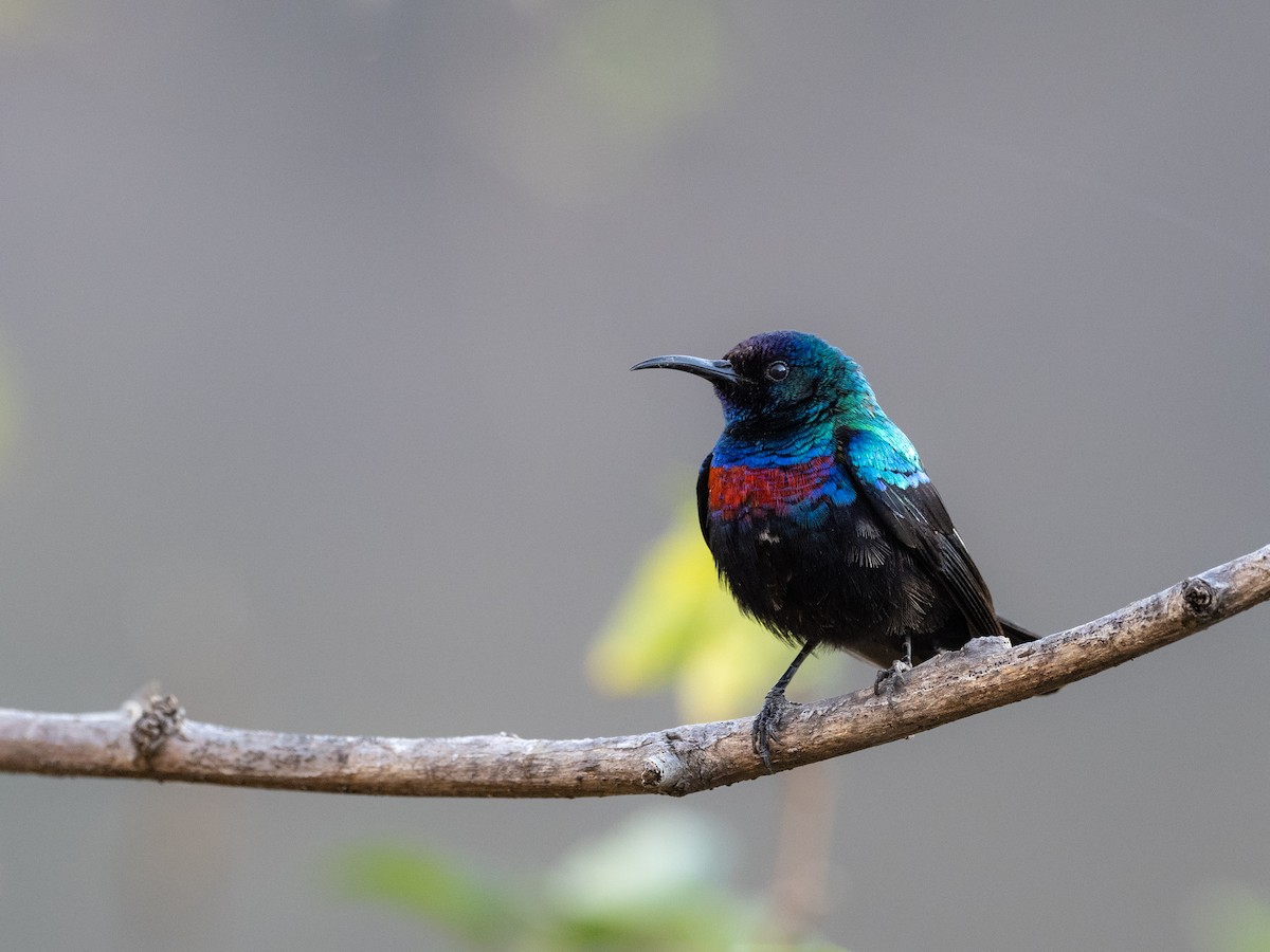 Arabian Sunbird - Matt SM