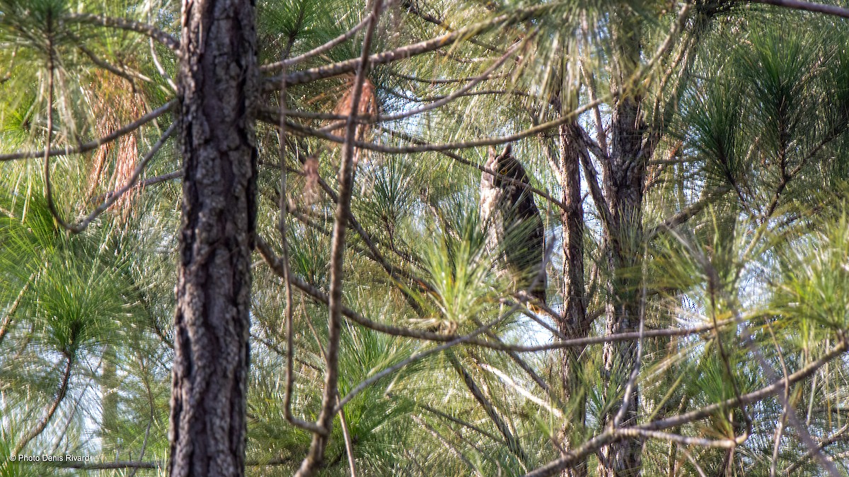 Stygian Owl - ML419566081