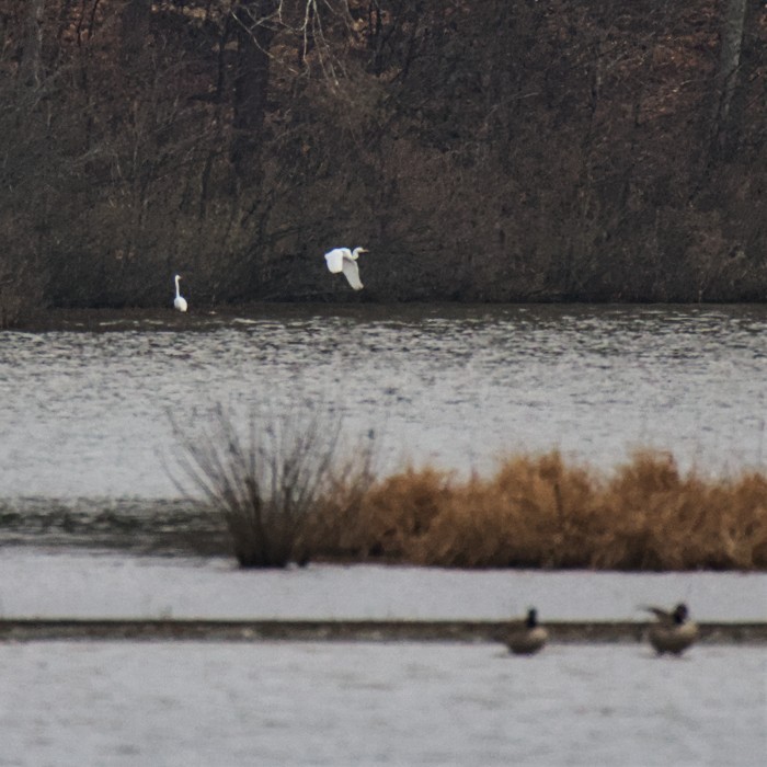 Great Egret - ML419566321