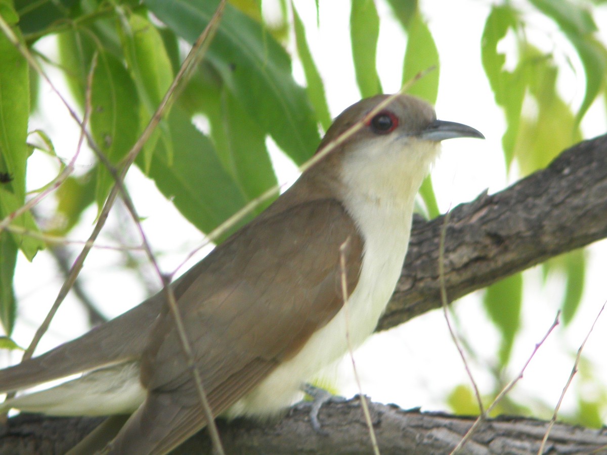 Black-billed Cuckoo - ML419567031