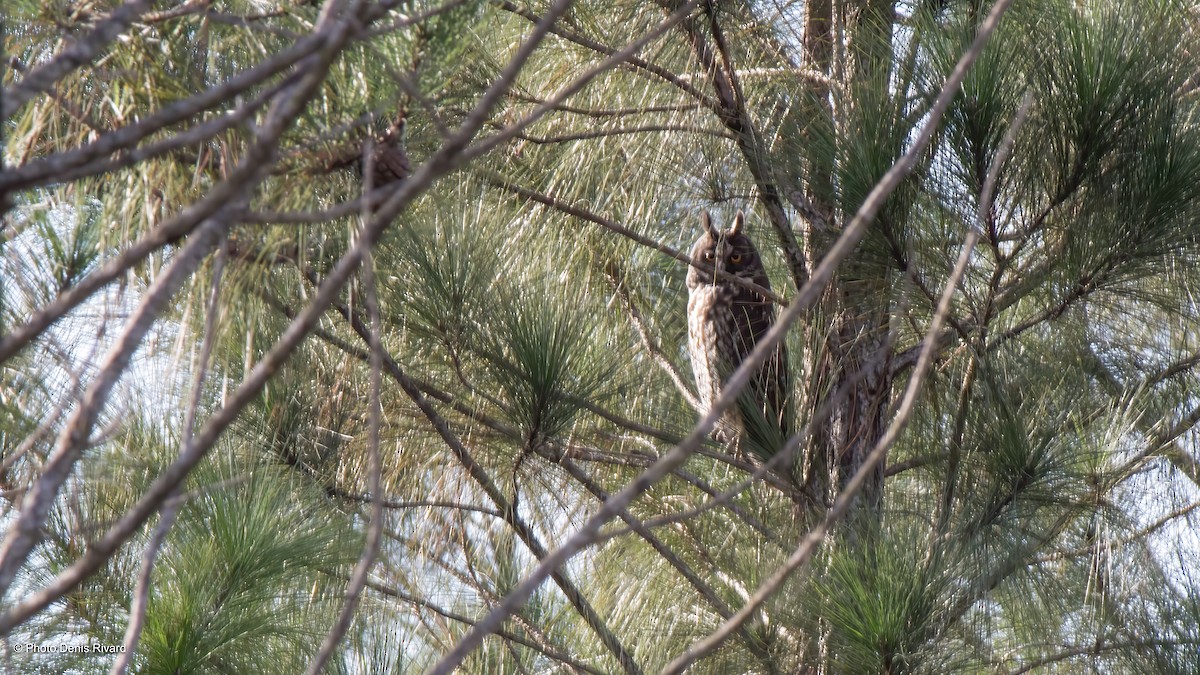 Stygian Owl - ML419567101
