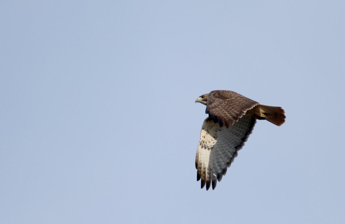 Red-tailed Hawk - Jay McGowan