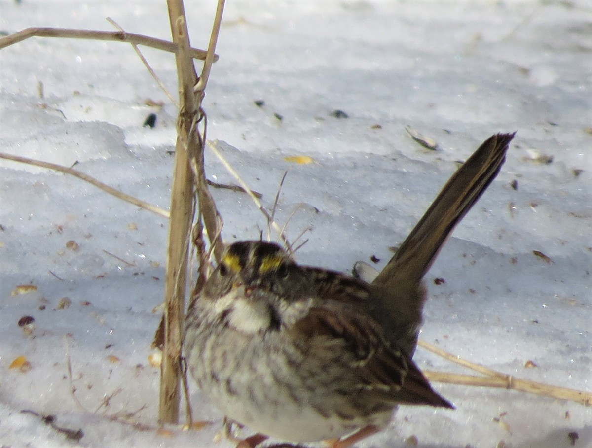 White-throated Sparrow - ML419567481