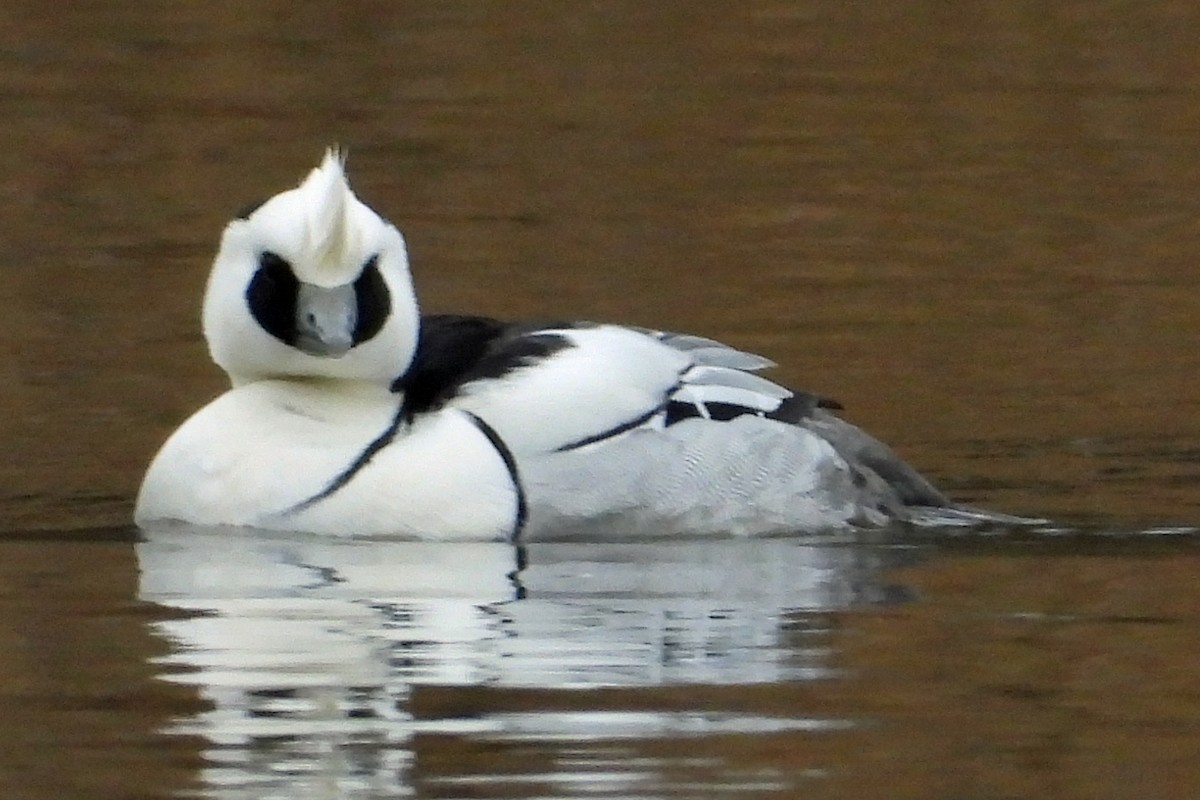 Цахиур бохио - ML419567531