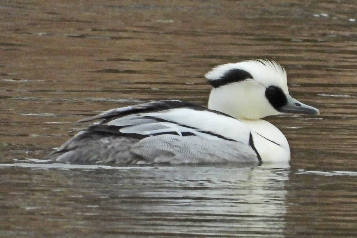 Цахиур бохио - ML419567831