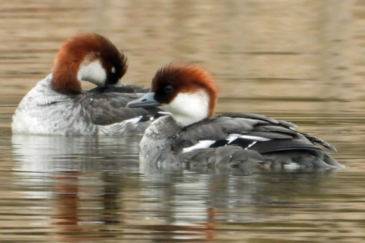 Цахиур бохио - ML419568121