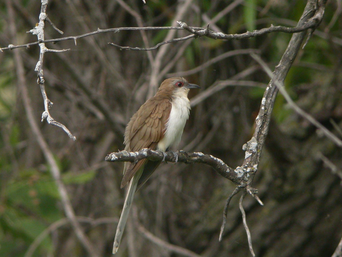 Black-billed Cuckoo - ML419568451