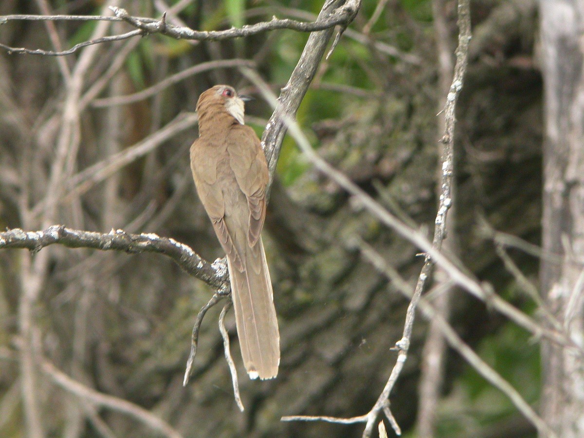 Black-billed Cuckoo - ML419568461