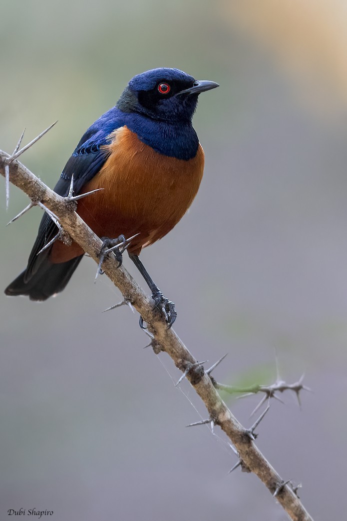 Hildebrandt's Starling - ML419569801