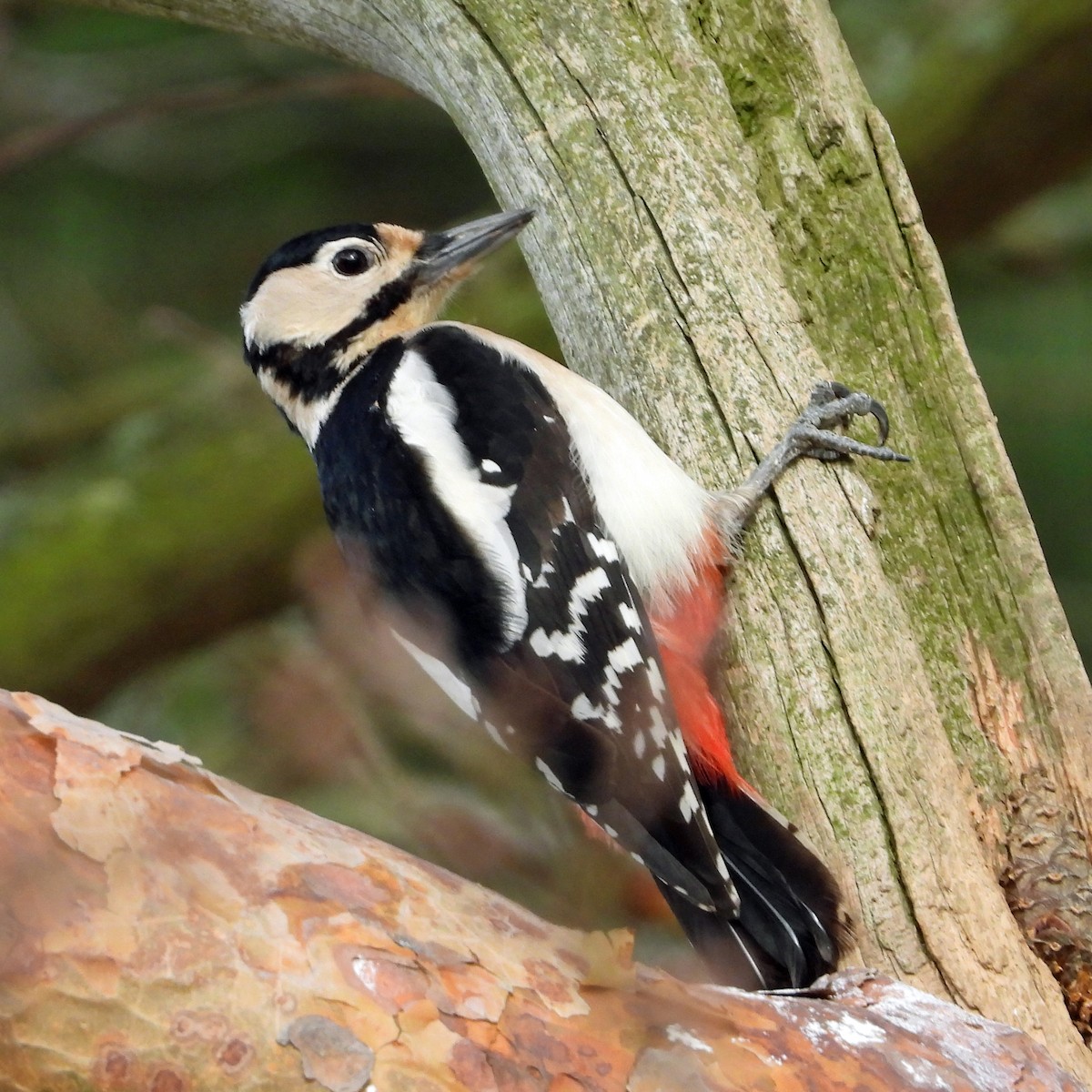 Great Spotted Woodpecker - ML419571321
