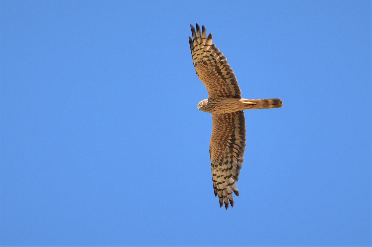 Montagu's Harrier - ML419571621