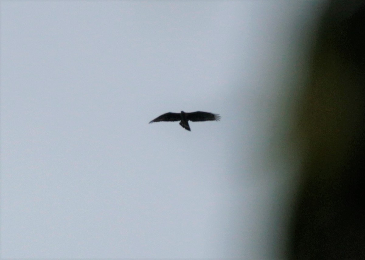 Oriental Honey-buzzard - ML41957171