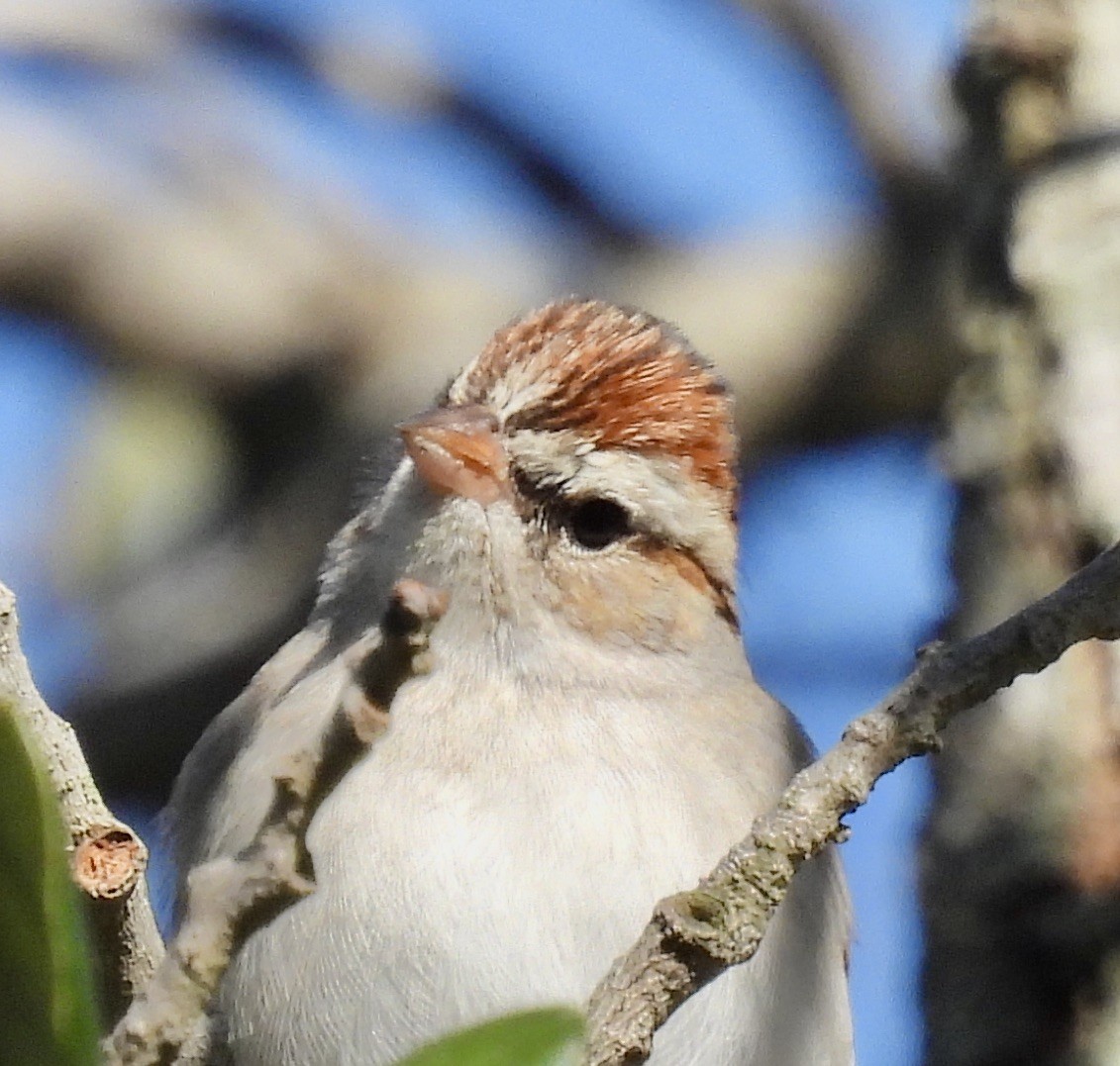 Chipping Sparrow - ML419572521