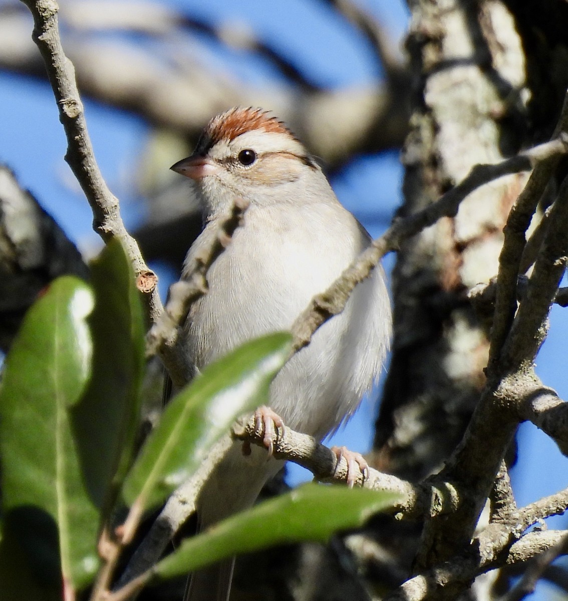 Chipping Sparrow - ML419572531