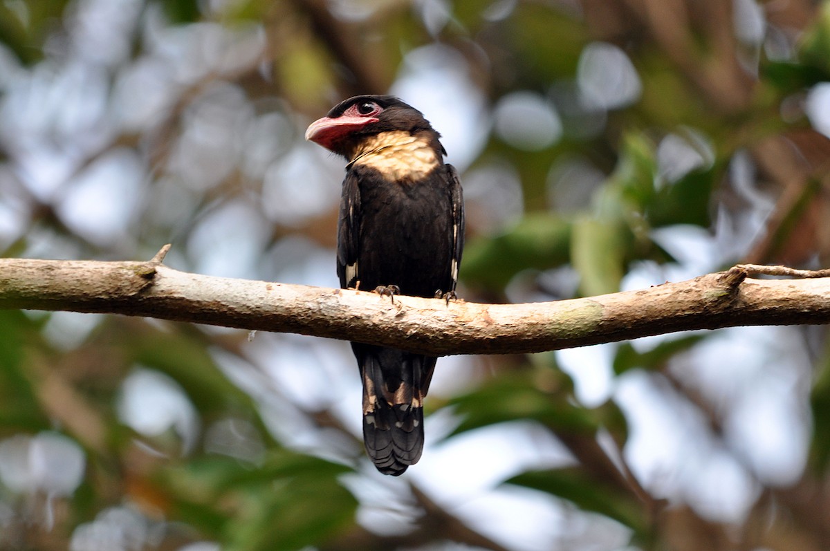 Dusky Broadbill - ML419572651